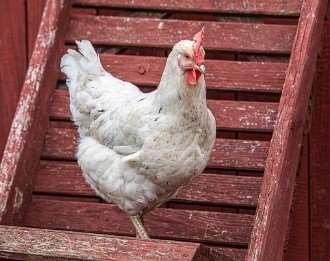 2026년 병오년 닭띠 신년운세 무료보기|무료사이트 추천 7