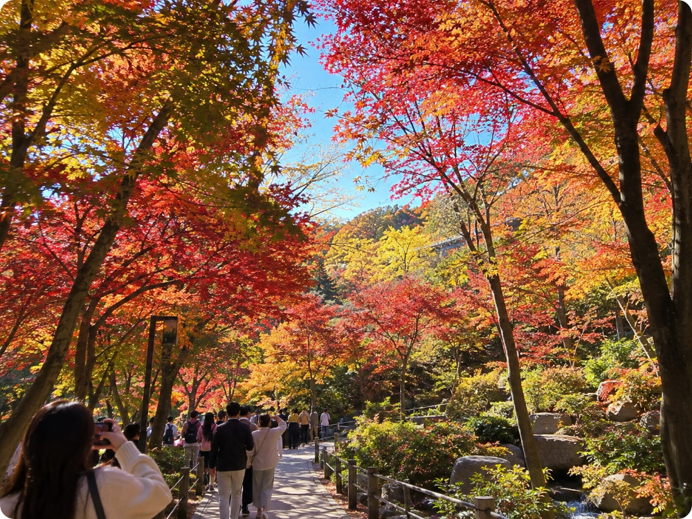 화담숲 입장권&middot;모노레일 예약하기 ai이미지