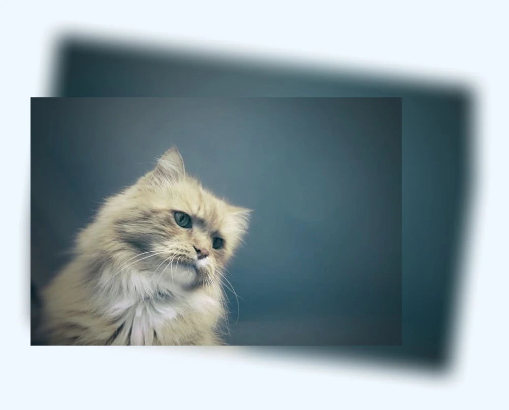 고양이 비만 관리_2_subsection