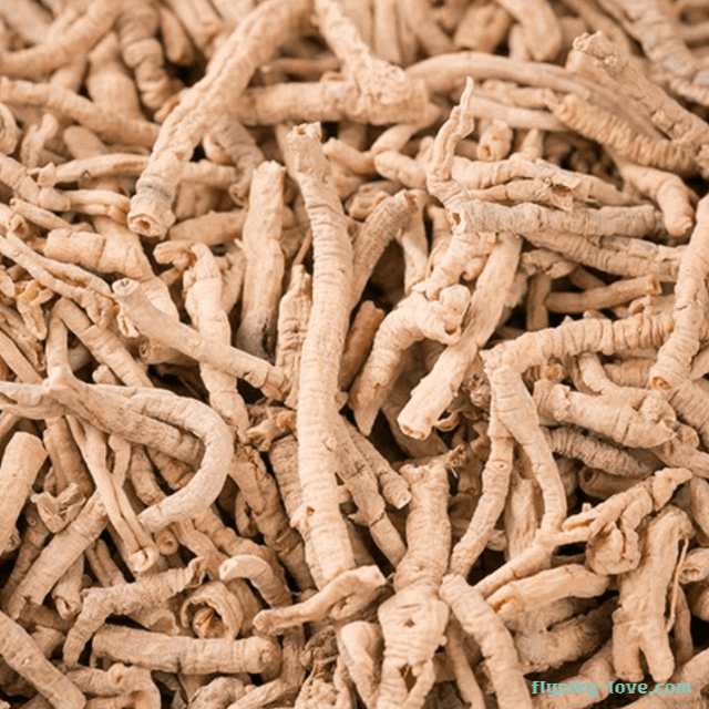 불면증에 효과적인 원지