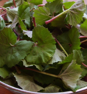 머위 효능과 부작용 고르는법 먹는법 칼로리