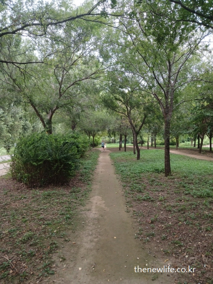 광나루 한강공원 숲속의 서울 맨발 걷기 좋은 장소 &ndash; 나무 사이로 곧게 이어진 긴 흙길과 걷는 사람
