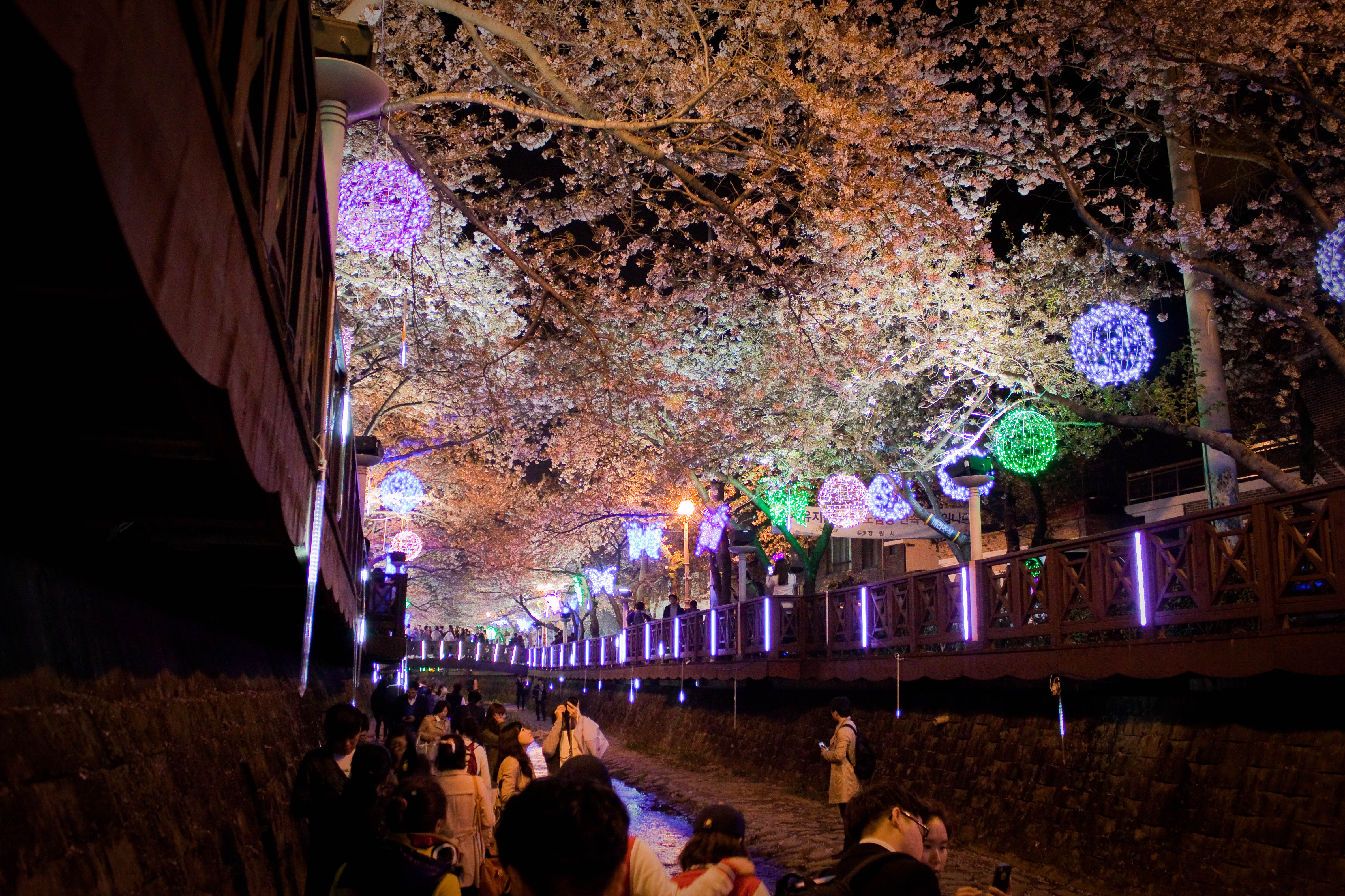 벚꽃 성지, 진해 군항제! 경화역&bull;여좌천 필수 코스 가이드