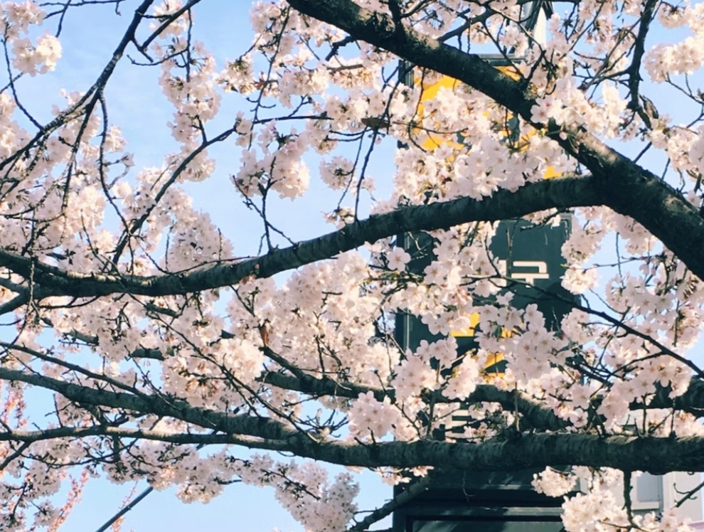 경화역 입구 벚꽃