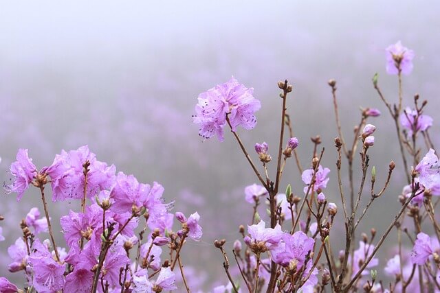 창녕 화왕산 진달래 