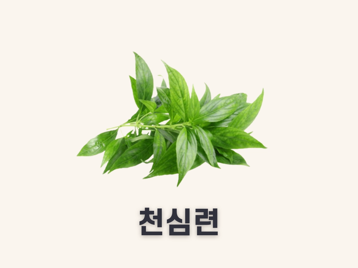 천심련