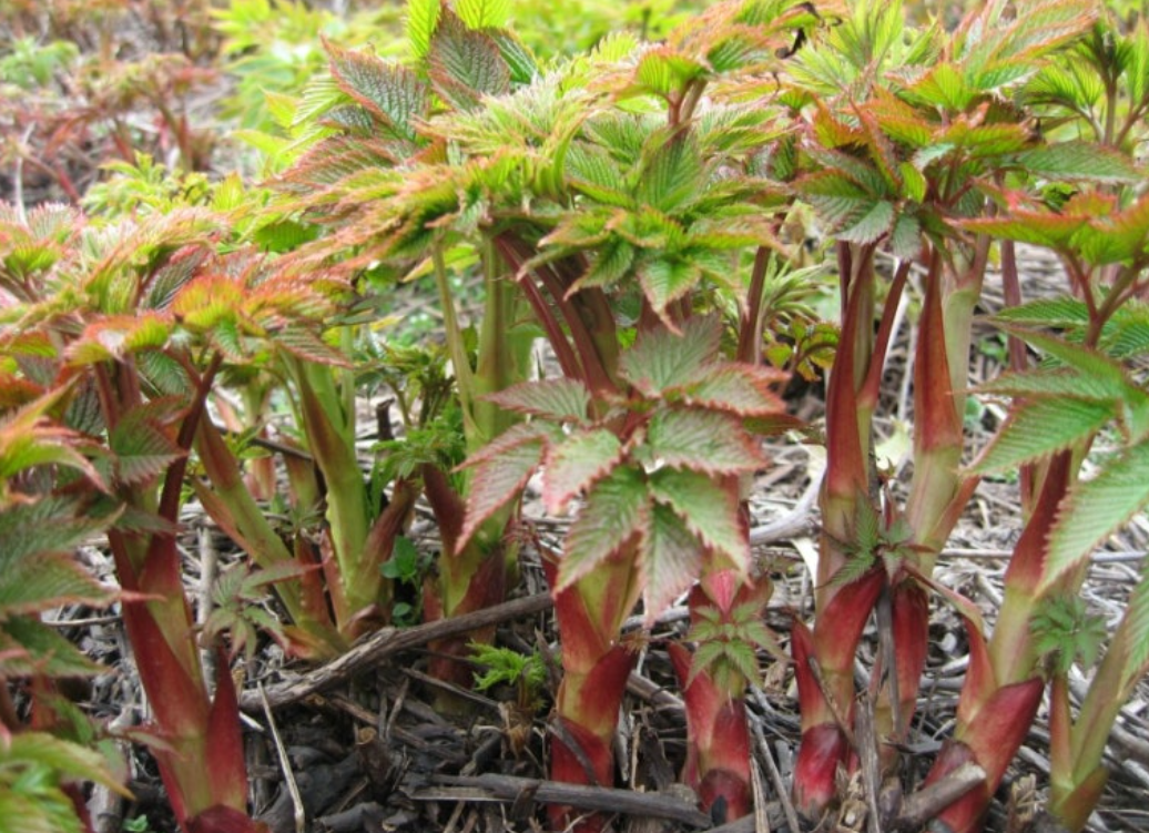울릉도 산나물의 매력: 청정 자연이 빚은 봄의 선물 - 삼나물