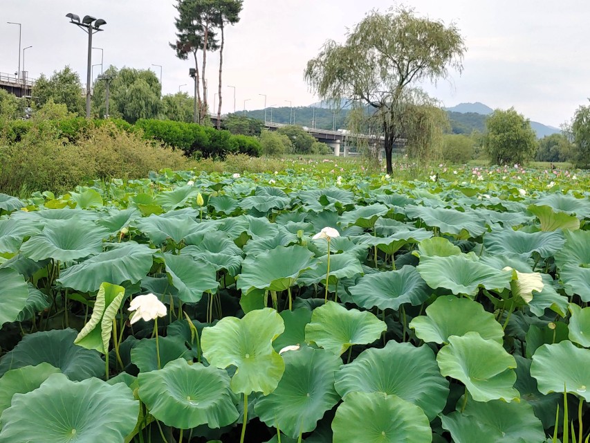 물의 정원 연꽃 군락지