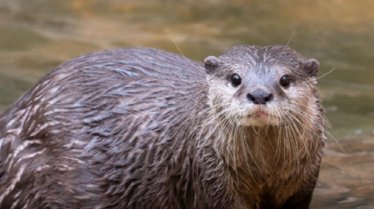 아라마루 아쿠아리움