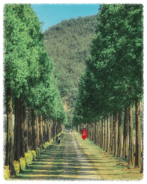 덕산 메타세쿼이아길