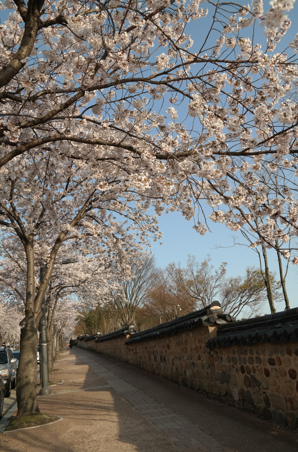 정림사지 5층석탑 - 백제의 위엄 국보 제9호의 압도적인 존재감