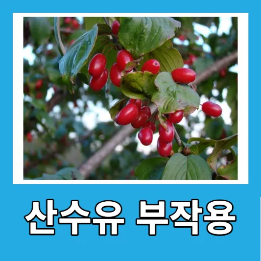 산수유 부작용