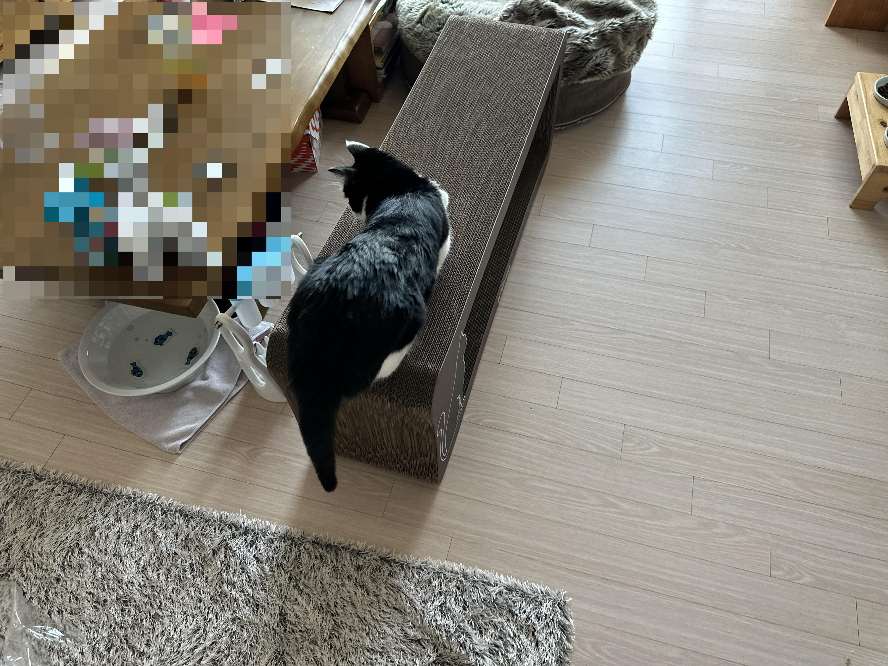 리탱글_BR_초대형_스크래쳐를_긁고_있는_젖소냥이_두리_뒷모습