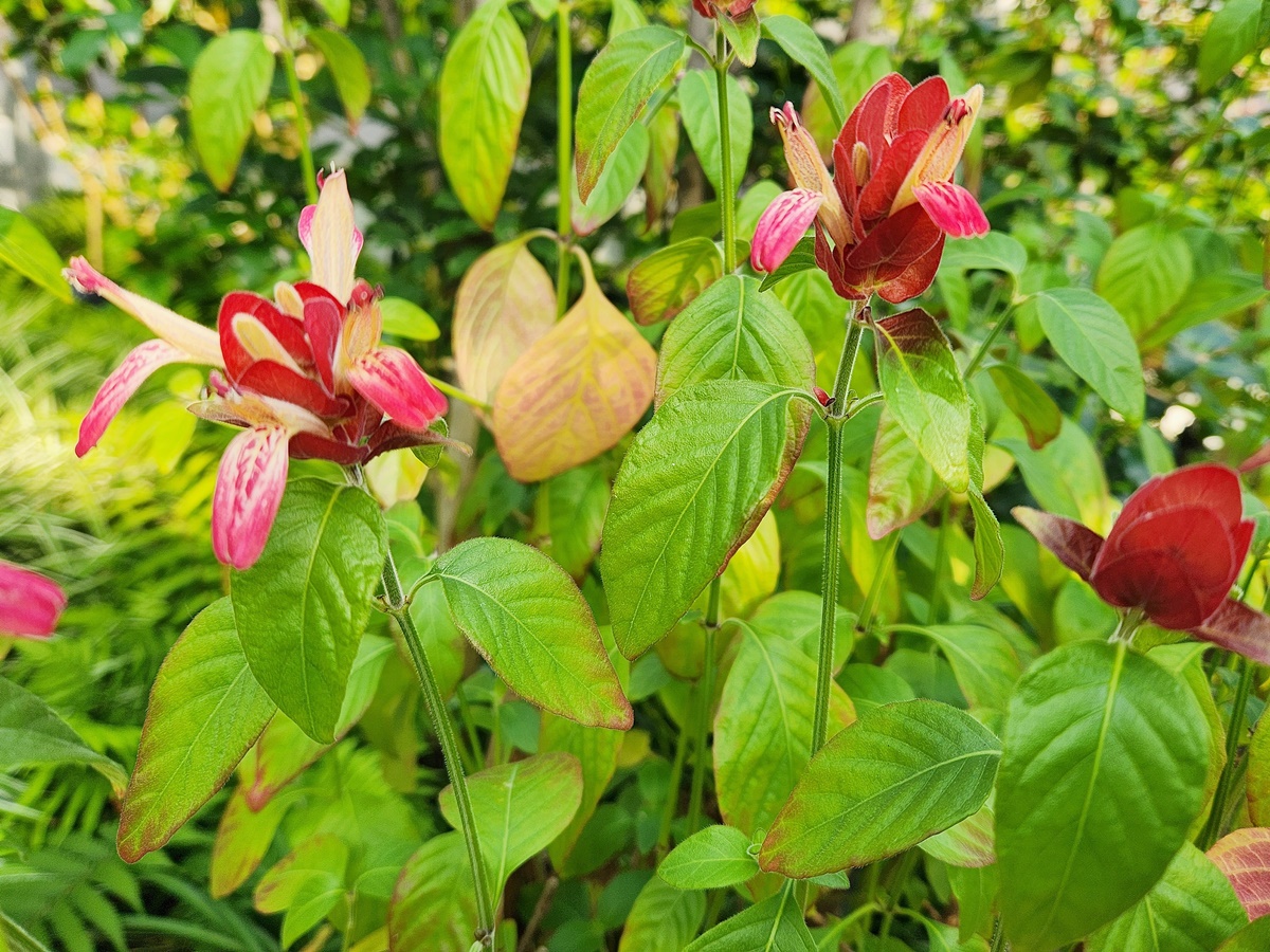 새우풀(붉은새우초)