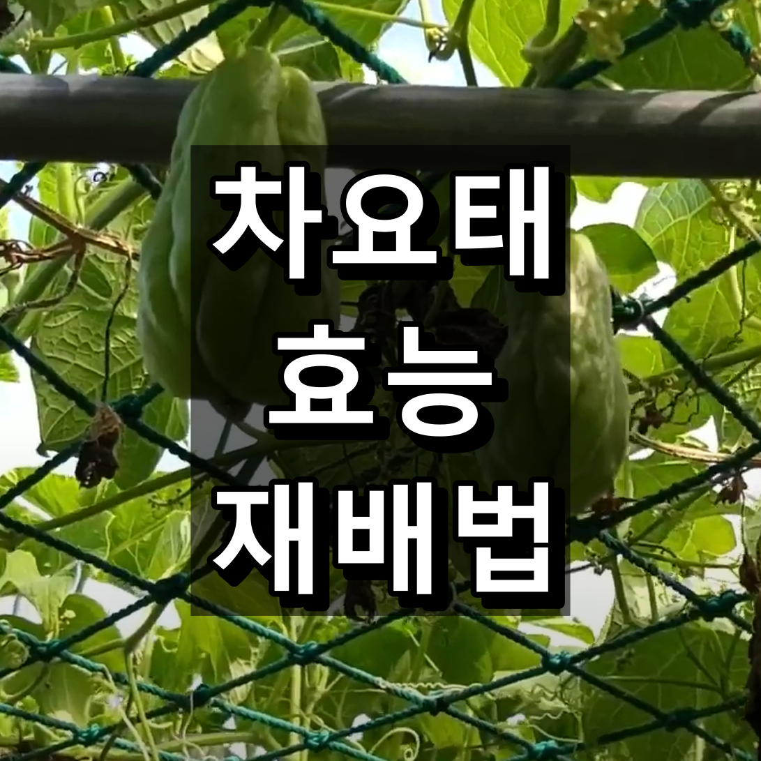 차요태의 효능, 재배법 대표 이미지