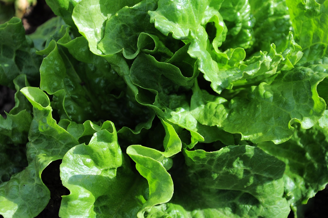 직접 수확한 채소로 만드는 간단 레시피 3가지(상추쌈 · 바질페스토 · 토마토 샐러드)