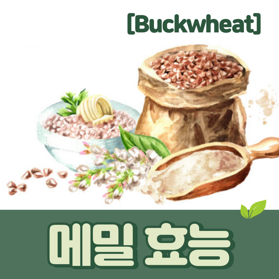 메밀