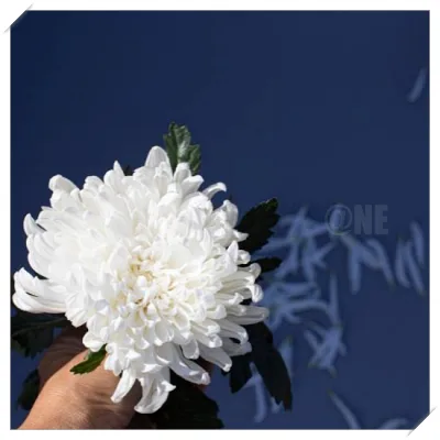 장례식장 예절과 조문 절차6