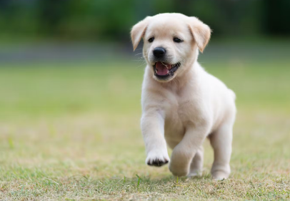 뛰고있는 강아지