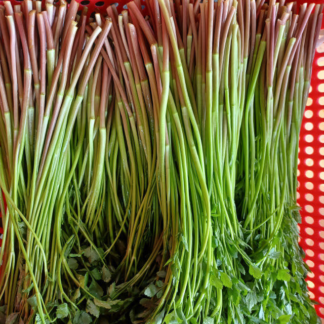 6시내고향 미나리