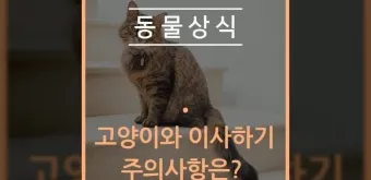 &amp;quot;고양이
