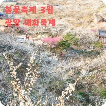봄꽃축제 3월 광양 매화축제 구례 산수유꽃축제