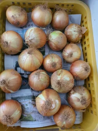 양파 보관법 신선함을 오래 유지하는 건강한 저장 방법까지_11