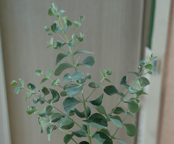 유칼립투스 키우기