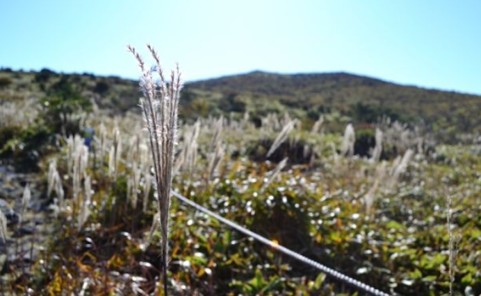 2025 한라산 단풍 절정시기 공개! 가을 초보자 코스 완벽 정리