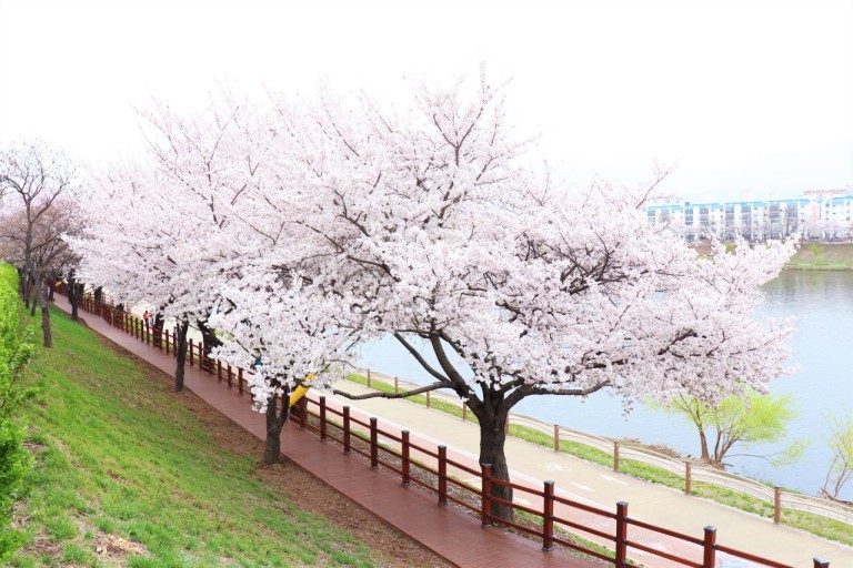 원주천 벚꽃길