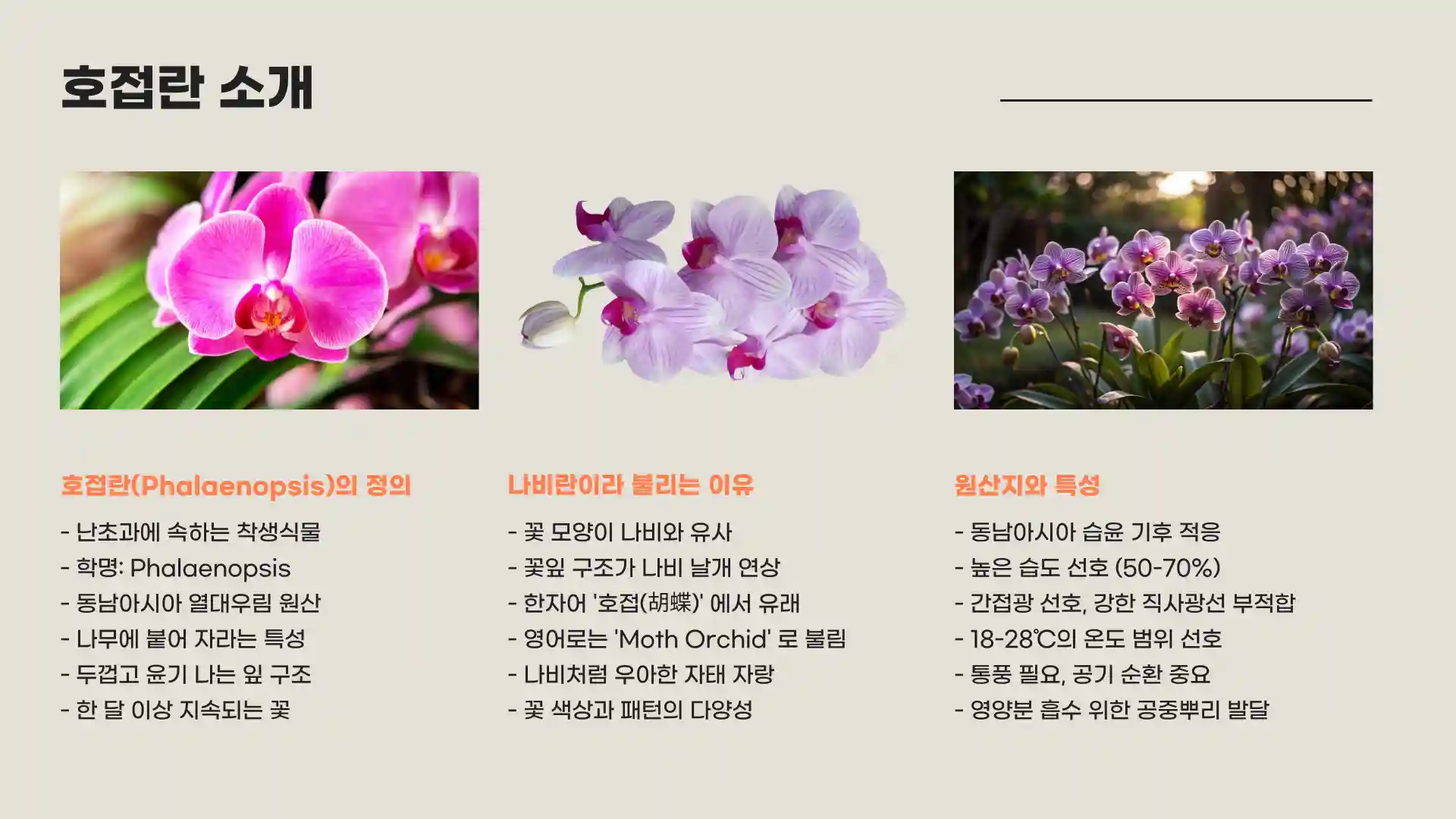 호접란 키우는 법 물주는 방법