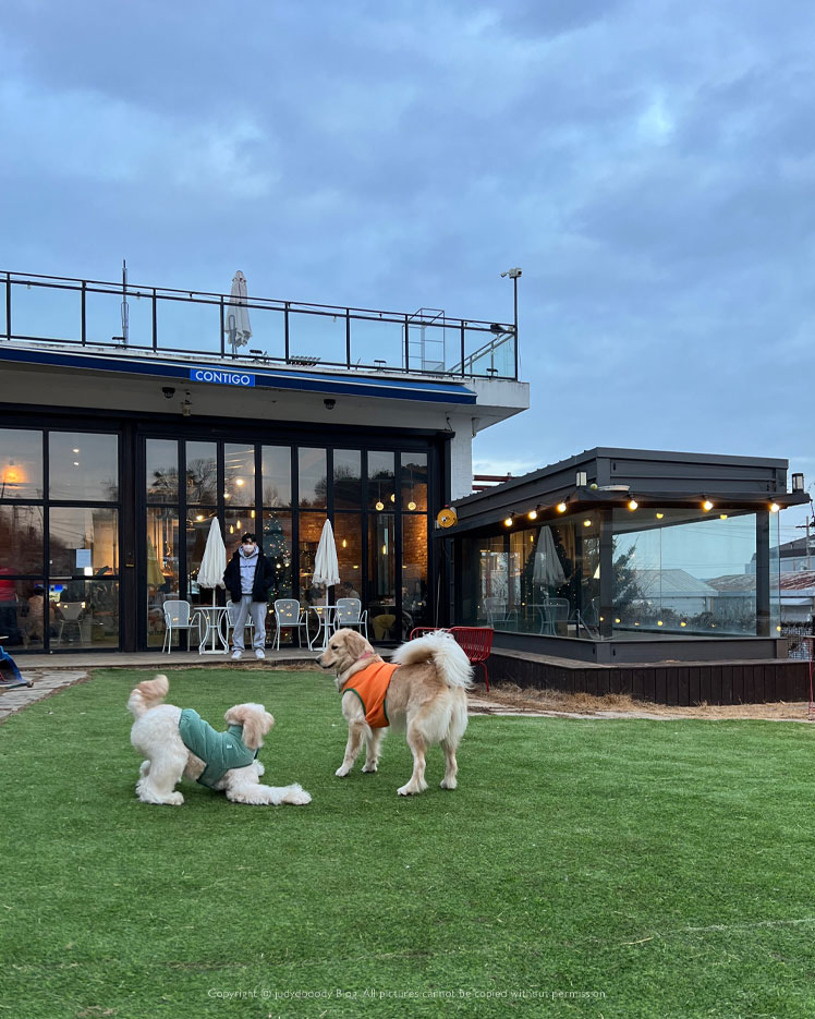 봄날 가기 좋은 잔디마당 카페, 파주애견동반카페