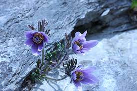 제 18회 동강 할미꽃 축제 기본 일정과 프로그램 소개