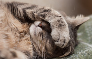 화장실에 앉는 고양이.