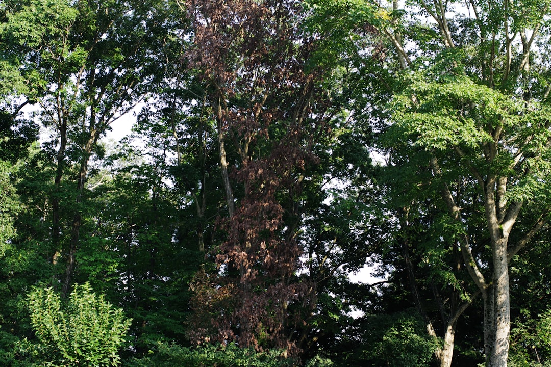 Cornus (as in Cornus officinalis, the species of dogwood celebrated during the festival)