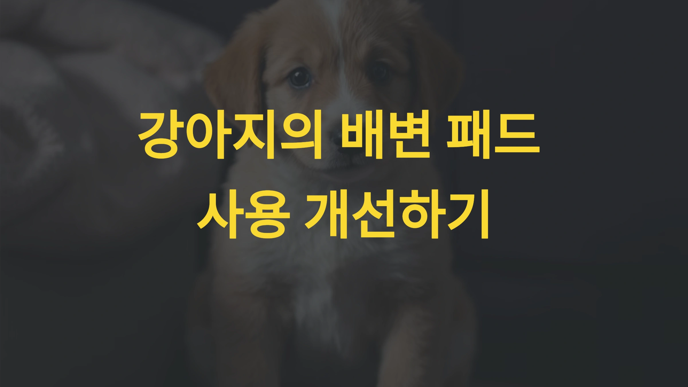 강아지가 배변 패드 근처에만 배변하는 이유