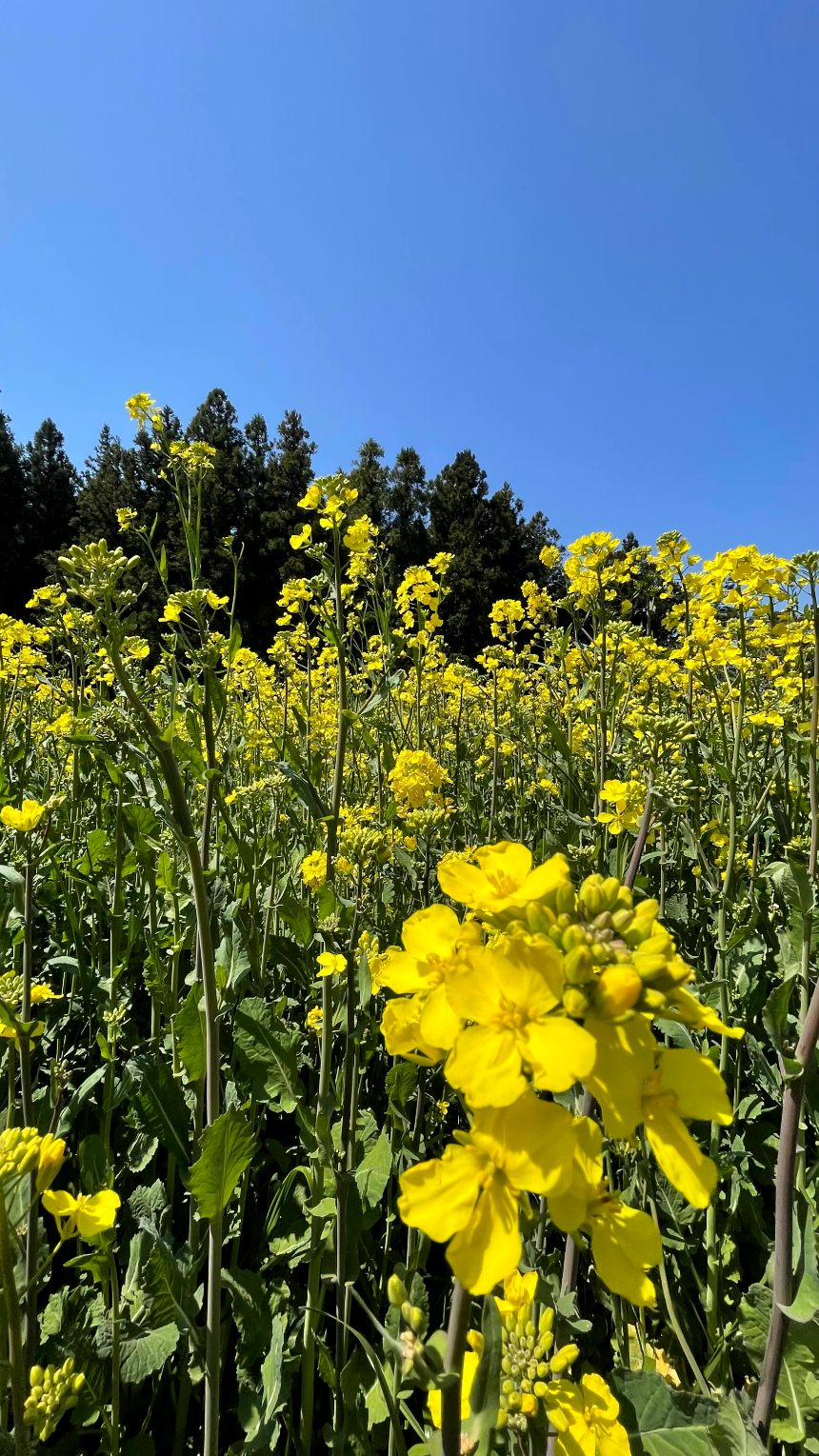 비밀의 숲 유채꽃밭2