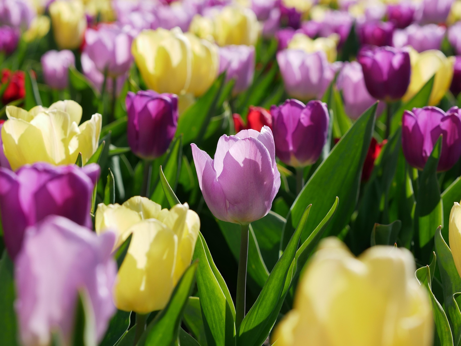 햇살이 아름다운 낮의 알록달록 여러가지 색상의 튤립꽃밭이 사진입니다