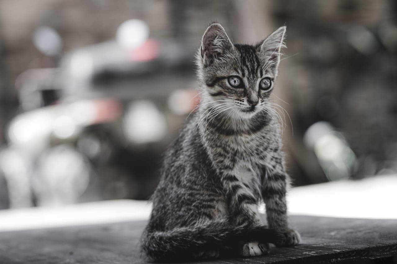 고양이 빈혈 주요 원인