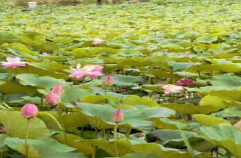 세미원 연꽃축제 연꽃문화제_8