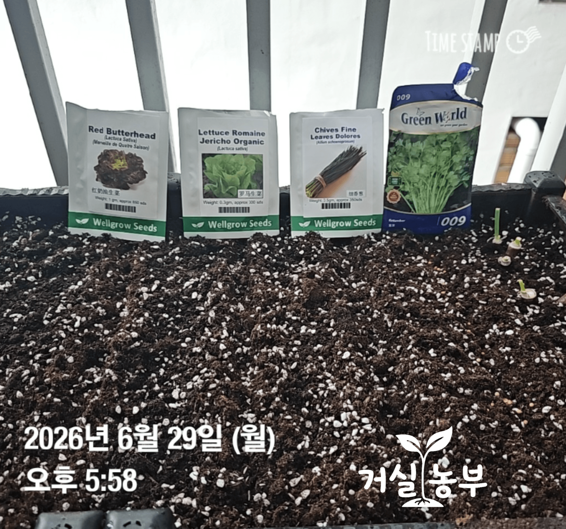 발아하지 않는 줄 알고 포기하고 있었던 고수