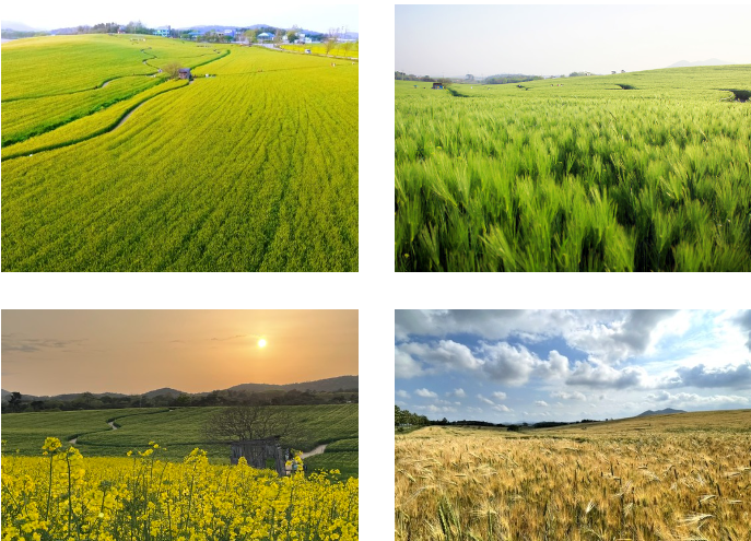 고창 가볼만한 곳 청보리밭 축제 (출처-홈페이지)