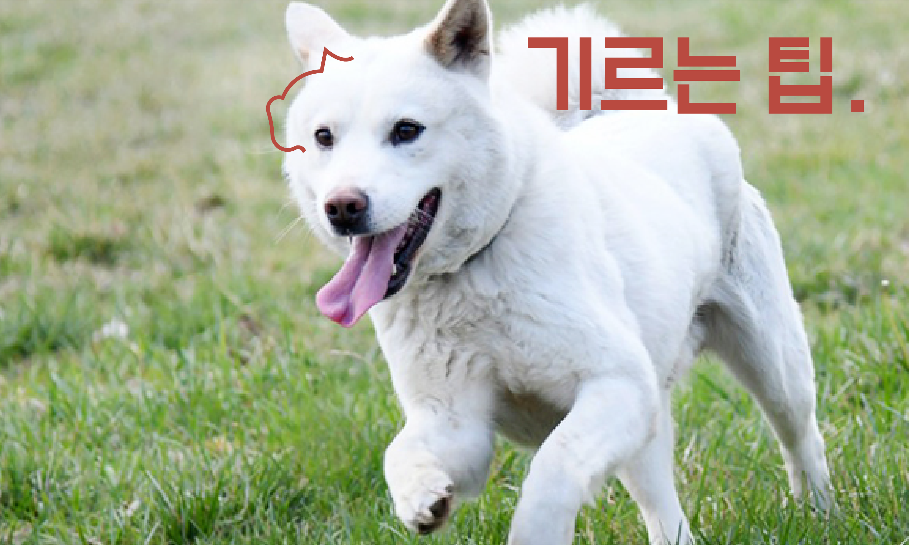풍산개