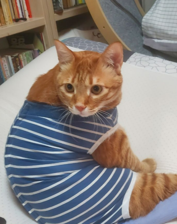 고양이 환묘복