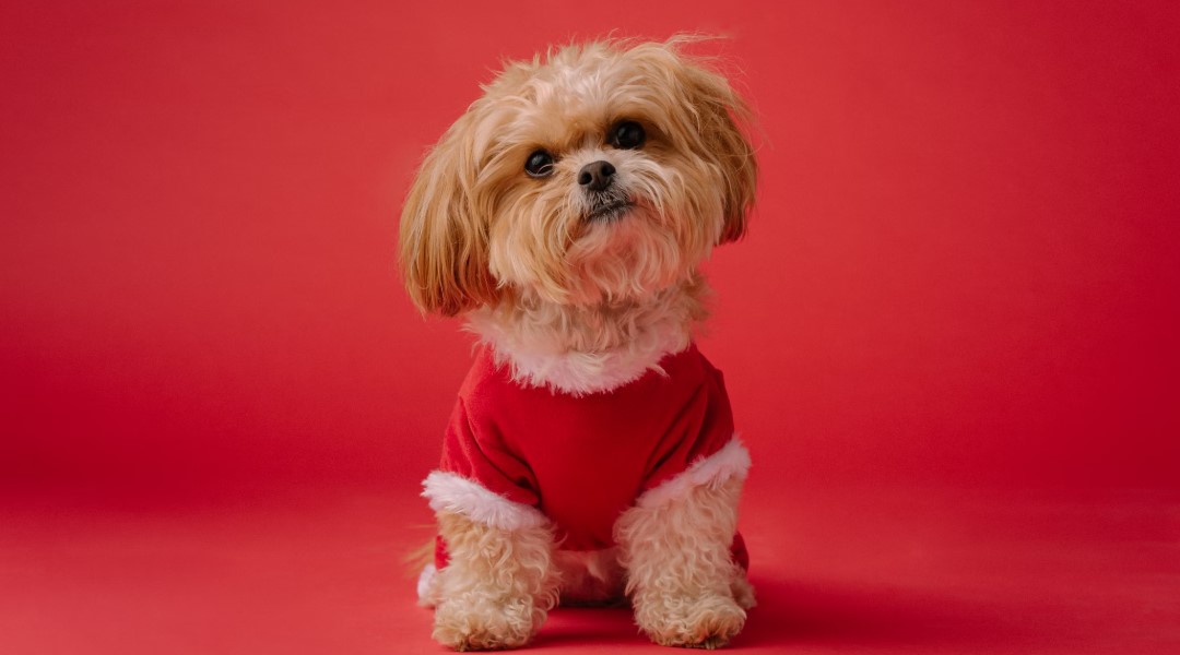 반려 가정의 알레르기 대비 청소 관련 사진