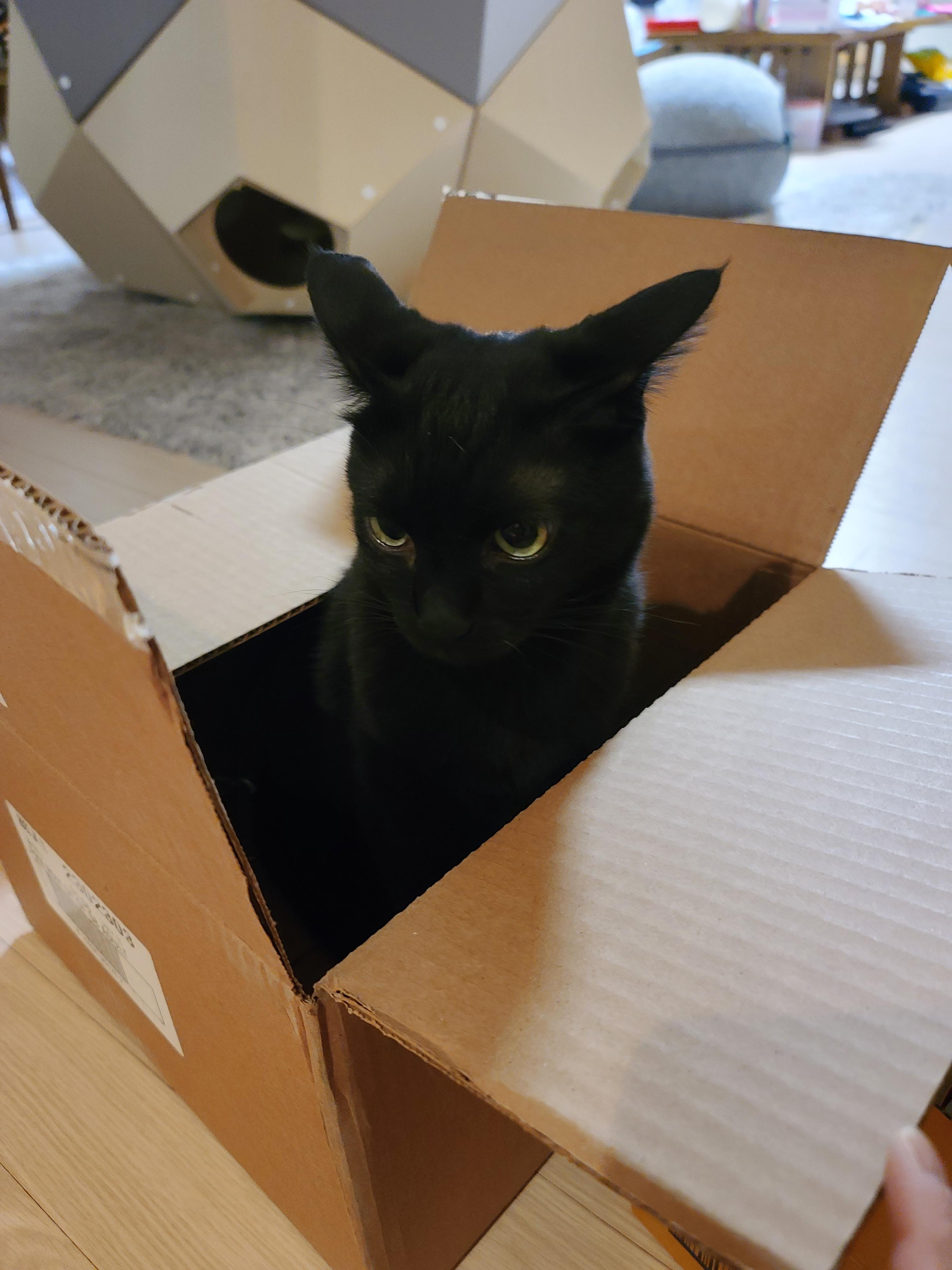 나는야 고양이를 몰고 다니는 사람. 캣닢인간인가봉가