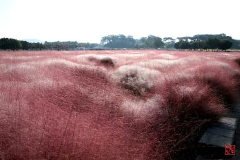 평택 바람새마을 핑크뮬리 가을 여행 인생샷 명소 추천으로 안내_19
