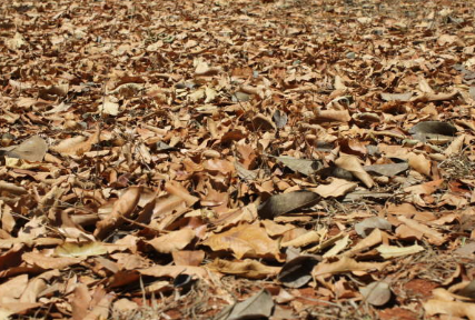 양간지풍 양강지풍 정의와 어원, 발생 원인, 역사적 기록, 기후 변화 영향, 속담, 문화적 의미.