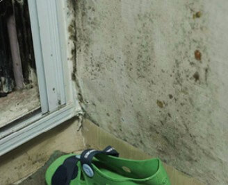 곰팡이와 피부병3