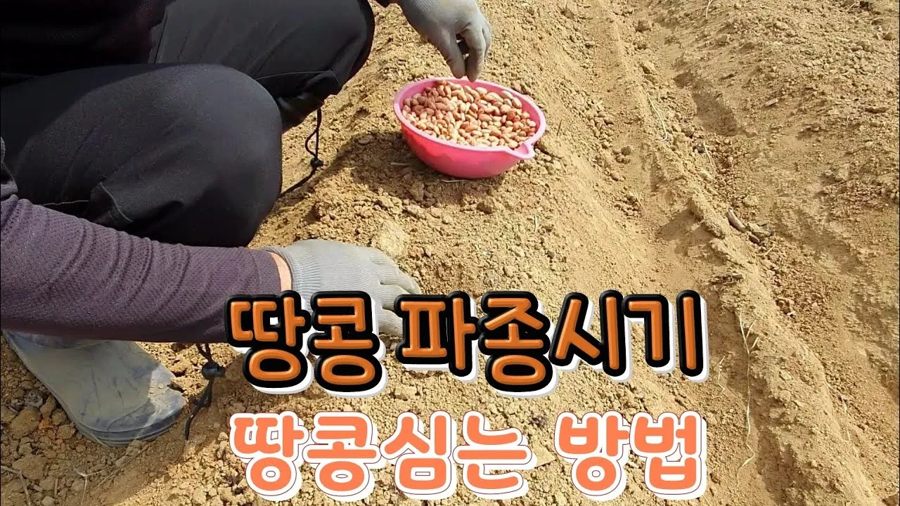 땅콩 심는 시기 수확시기 모종 파종_1